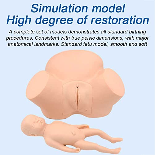 Modèle d'accouchement avec détails anatomiques pour simulation obstétrique - 4