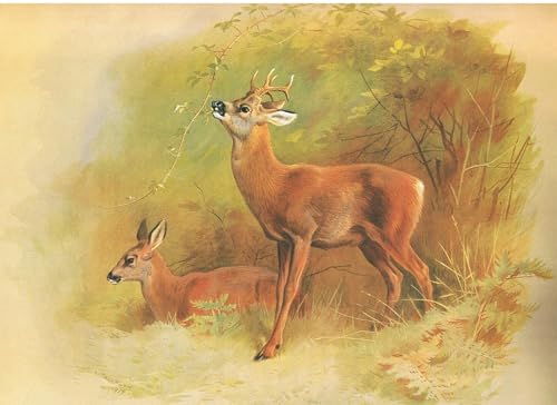 Cuadro de Archibald Thorburn pintura famosa decoración sala estar