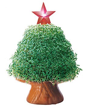 Joseph Enterprises Cp037–16 Baum mit Starlight Chia pet- Fall von 16