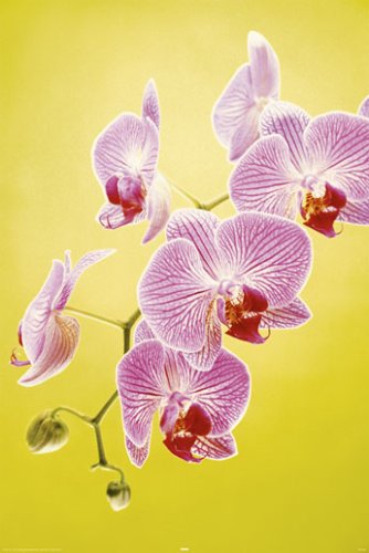 Poster orchidée lumineuse anti-déchirure affiche murale fleur plastifiée