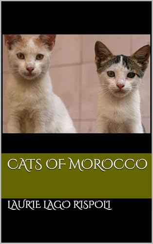 Cats of Morocco