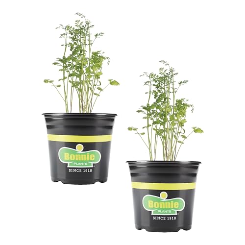 Bonnie Plants Cilantro Live Plant 1 Gal. 2-Pack