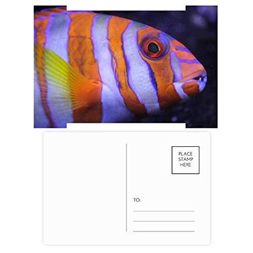 Cartes de remerciement poissons tropicaux pour écrire à vos proches après une fête d'anniversaire
