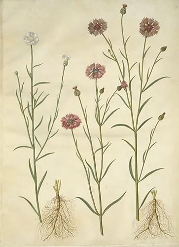 Affiche Centaurea Cyanus par Hans Simon Holtzbecker | Tableau Déco 60x90cm