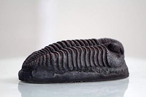 MR Trilobite Magnet Fossil Replica
