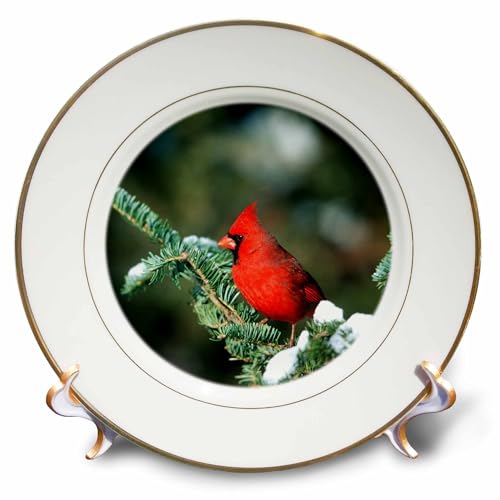 3D Rose Northern Cardinal Male in Fir Tree in Winter Marion County-Illinois Porcelain Plate, 8