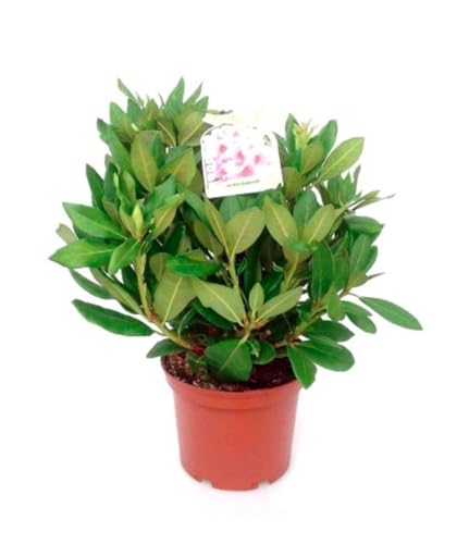 Planta natural Rhododendro Rojo, 30-40 cm. Rododendro, rhododendron. Arbusto con flores coloridas y densas. Segura Garden.