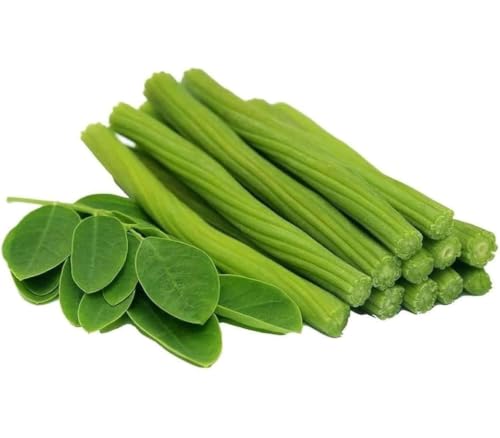 Image of Natural Live Drumstick Plant (Moringa Oleifera) with Pot | Healthy Green Medicinal Plant | Easy Maintenance Live Plant for Home, Office, Balcony, Terrace & Garden