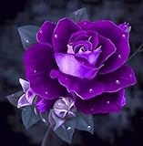 CHUXAY GARDEN 200 Seeds Purple Dragon Rose Seed Rare Blue Flowering Plant Striking Landscaping Plant Beautiful Potted Plants Fragrant Attract Butterfly