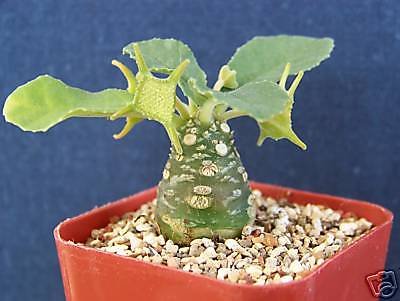 Dorstenia SSP Exotic Caudex Bonsai Cactus Rare Succulent Aloe Plant Cacti 2