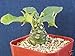 Dorstenia ssp exotic caudex bonsai cactus rare succulent aloe plant cacti 2" pot