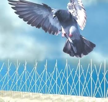 41Y4iAfOTcL._AC_UF350, 41Y4iAfOTcL._AC_UF350,