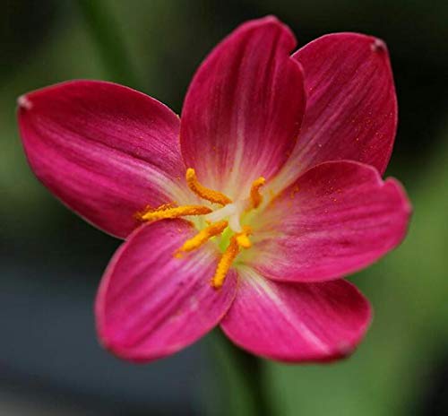 Radha Krishna Agriculture Rain Lily of The Most Beautiful Different Color Flowers bulbs for Your Garden - Pack Of 2 bulbs (B085YBZ5X2) Amazon Price History, Amazon Price Tracker