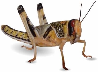 Reptile Centre Locust SUPER-PACK, Extra-Large