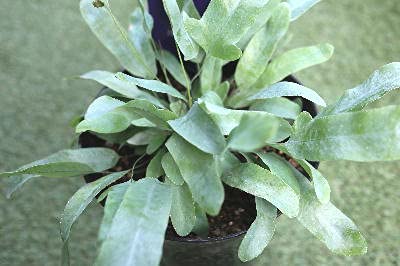 Amazon.co.jp: 観葉植物 シダ植物 プレポディウム 6号プラ鉢