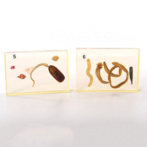 Image of W99319 Animal Kingdom Collection Case of 12,Grade: 1 to 12, 5 inch Height, 15.5 inch Wide, 18.5 inch Length