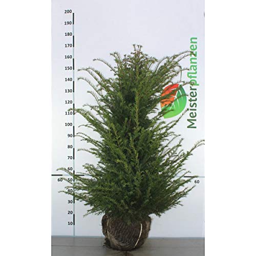 microgramma farn Microgramma nitida 14,99