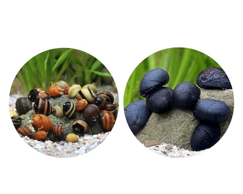 Bakterienrasen Fresser Schnecken Set - gegen Bakterienbeläge und Algen - Aquarium Schnecken lebend - Napfschnecken Geweihschnecken - Aquarien 30-60l