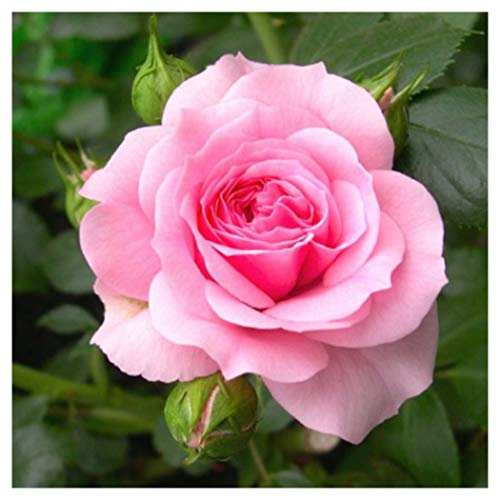 Country Garden Roses Name your own Pink Rose Bush, a lovely gift that flowers year after year.