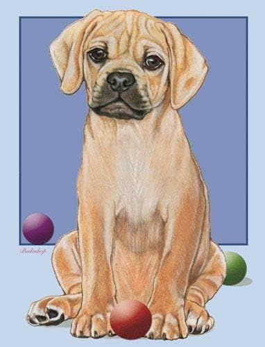 Puggle Blank Note Cards Boxed