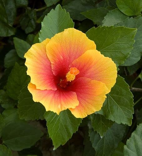 Hibiscus Red & Yellow | 3 Live Plants | Hibiscus Rosa-Sinensis | Vibrant Blooms | Garden Favorites