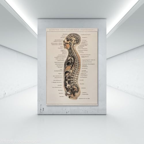 Impression sur toile moderne de qualité musée représentant une planche d'anatomie vintage - 7
