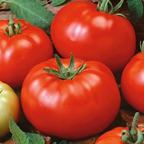 Organic Brandywine Red Tomato Seeds - 300 Mg Packet ~84 Seeds - N...