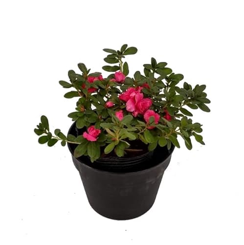 Azalea Natural Planta de Exterior Decorativa