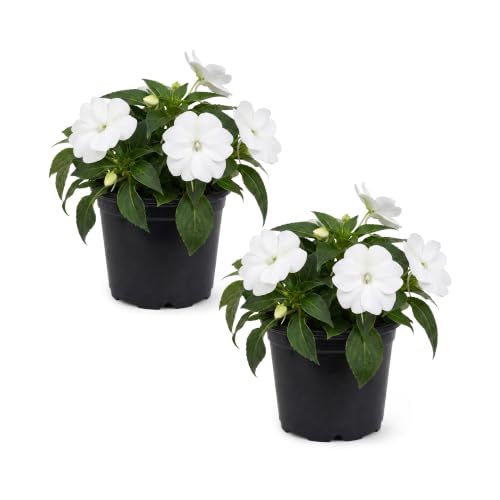 Live Flowering Sunpatiens - White (2 Plants Per Pack) Beautiful Annual Summer Color 10 Tall by 6 Wide in 1 Quart Pot