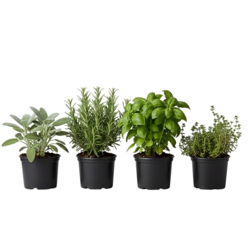 Pack Terraza Viva de 4 Plantas Aromáticas DECOALIVE – Albahaca, Romero, Tomillo y Salvia en Maceta