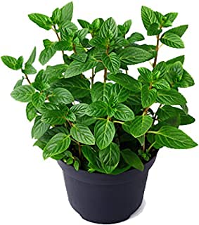 Bhajanlal Greenery Mint (Pudhina) Mentha Plant (1 Live Plant) with 4 Inches Black Nursery Pot (B09GNLLKB1) Amazon Price History, Amazon Price Tracker