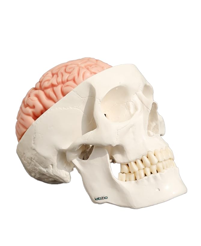 LABZIO Skull Models - Anatomical Life Size Precisely Made Skull Models for Educational and Learning Purpose (Skull Model with Movable Jaw & 8 Parts Dissectible Brain) 4