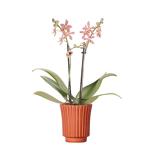 Kolibri Orchids Orchids Orquídea Phalaenopsis – Araña en terracota retro, tamaño de maceta Ø9 cm | planta de interior floreciente – fresca del cultivador