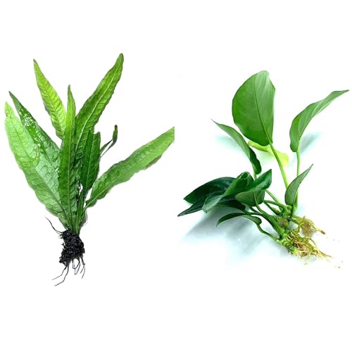 Java Fern and Anubias Aquarium Plant Bundle - Live Freshwater Plants for Aquascaping, Low Maintenance, Easy Beginner Friendly Decor for Fish Tank