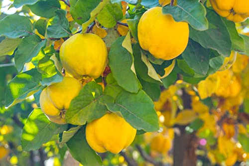 1 Quittenbaum 'Konstantinopeler Apfelquitte' 120-150cm im Topf Obstbaum Quitte Cydonia oblonga + Dünger für die Jahresdüngung