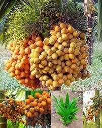 DIARAA Hybrid Assam Supari Plant Healthy Live Plants Betel Nut Areca Nut (Big Nut) In Grow Bag Height 1-1.5 Ft Plants Fruit And Fruit Tree (B0CH85P1X2) Amazon Price History, Amazon Price Tracker