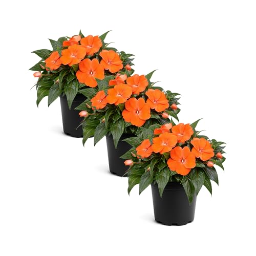 Live Flowering New Guinea Impatiens - Orange (3 Plants Per Pack) Beautiful Shade Flowers 12 Tall by 5 Wide in 1 Qt Pot