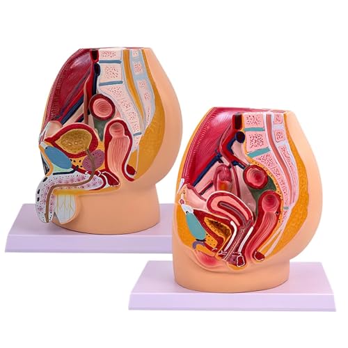 HEQIM Teaching Simulation Male and Female Pelvic Model, Teaching Model Tools, System Specimen sagittal Section Human Anatomy Model