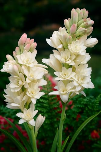 Image of Rajnigandha Tuberose Flower Bulbs, White Night Fragrant Blooms, Pack of 10 Healthy Bulbs, Easy Grow for Balcony Terrace Home Garden