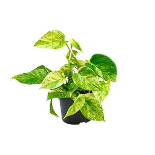 Efeutute Marble Queen Epipremnum Scindapsus & Hängepflanze Ø12 cm H20 cm