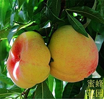 Amazon Co Jp 桃の種の種子のカーネル発芽率の高い果物の種5種 ホーム キッチン