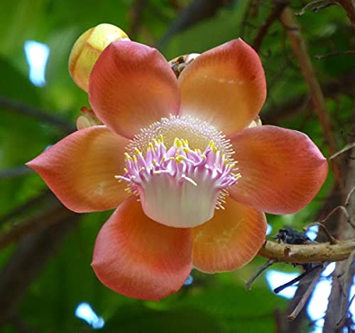Cannonball | Naga Lingam | Kailashpati (Couroupita Guianensis) Flower Plant (B09G3DQM99) Amazon Price History, Amazon Price Tracker