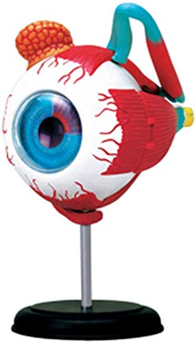 Modèle Modélisation du Modèle De Boule De L'Anatomie 32 Parties Oeil Démonté Modèle Anatomique Humain du Modèle d'oeil pour Le Modèle De Formation Médicale Matériel Éducatif, Matériel De ...