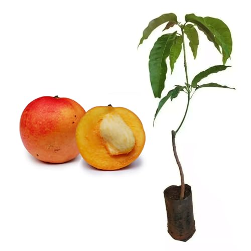 Genérico, Muda de Manga Maçã 50 a 80cm AMK - Plantas Online
