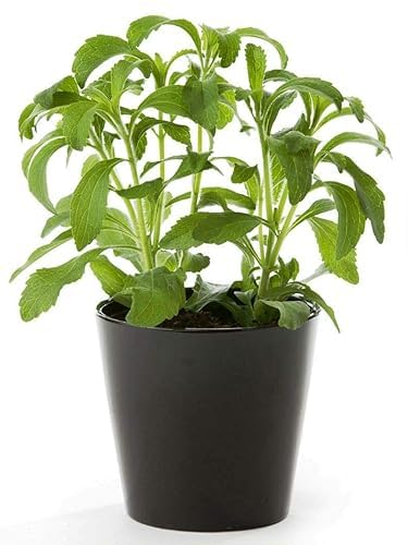 Image of Live Stevia Plant With Green leafs, Natural Sugar Free Alternative Herb,Sweet Tulsi Medicinal plant (pack of 1 with pot) Zp 1