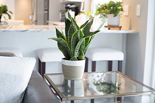 Costa-Farms-Snake-Sansevieria-White-Natural-Decor-Planter-Live-Indoor-Plant-12-Inch-Tall-Growers-Choice-Green-Yellow