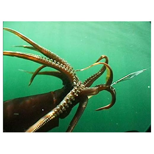 Clip: Giant Humboldt Squid bite off Newport Beach