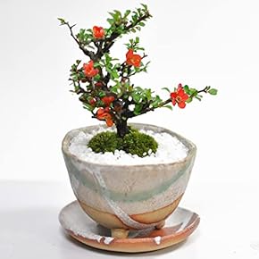 是好　ミニ盆栽鉢　丸　絵鉢 是好 ミニ盆栽鉢 丸 絵鉢 是好絵付丸鉢 | 盆栽、盆栽