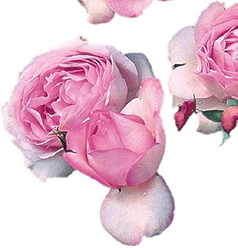 Amazon Co Jp バラ苗 スヴニールドゥルイアマード 国産大苗デルバールオリジナル角鉢6号 四季咲き中輪 ピンク系 フレンチローズ デルバール Diy 工具 ガーデン