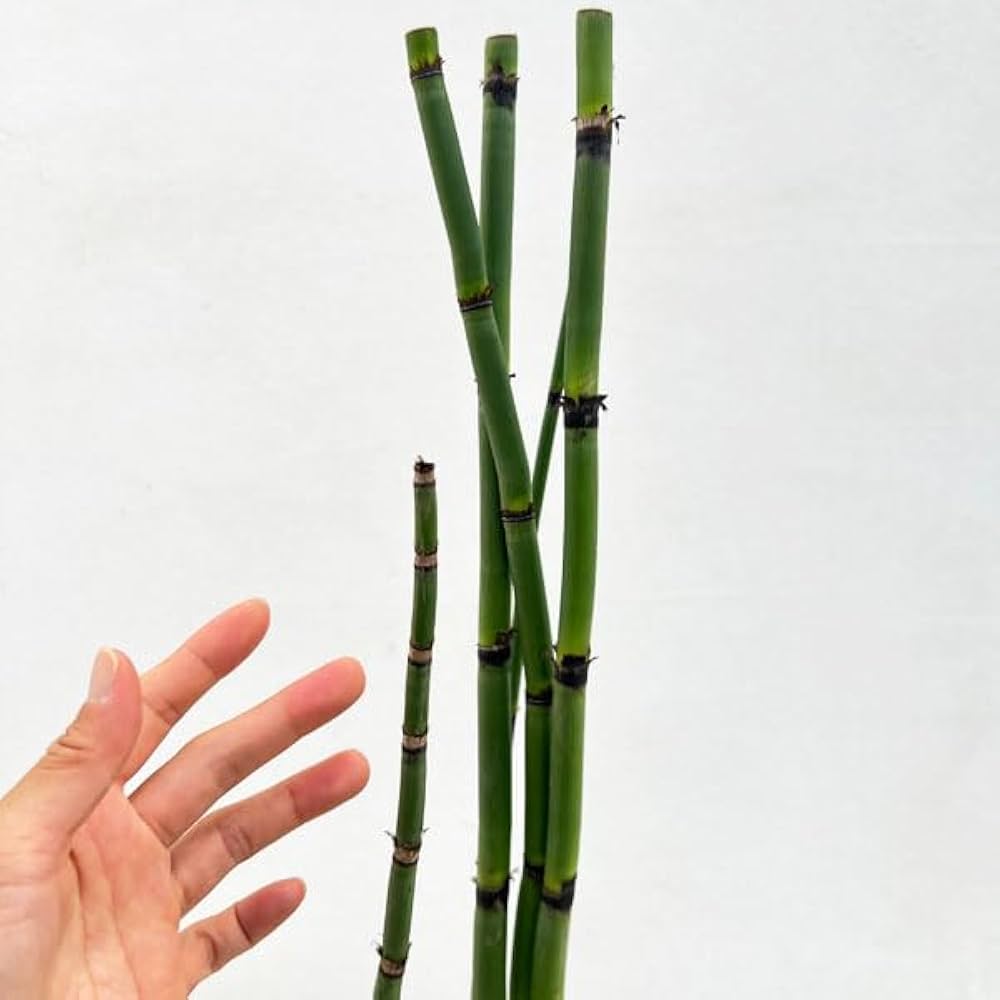 Amazon.co.jp: トクサ（木賊）：オオトクサ[ジャンボトクサ・大トクサ